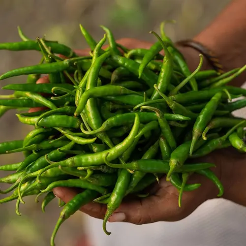 Green Chilli Exporter in Nashik