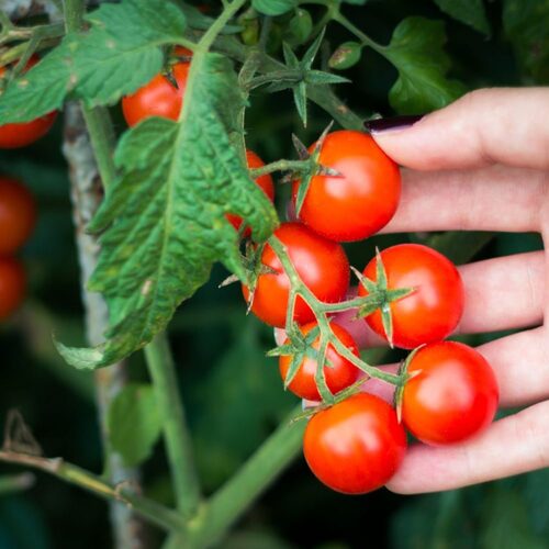 Tomato Exporter in Nashik